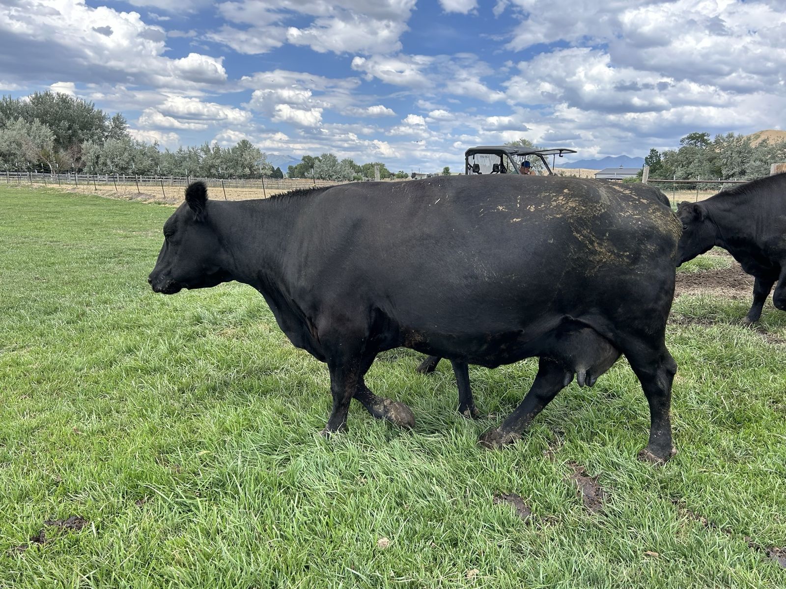 Black Angus Cow calf pair