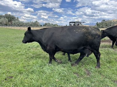 Black Angus Cow calf pair