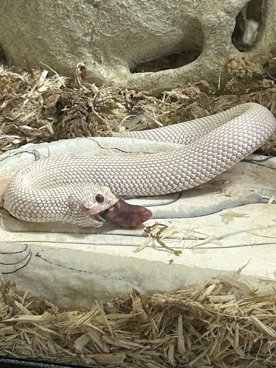 Albino Western Hognose Snake