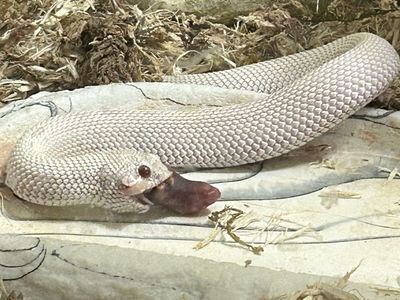Albino Western Hognose Snake