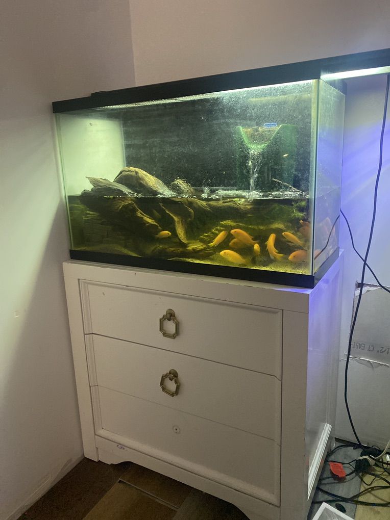 Fish Tank
