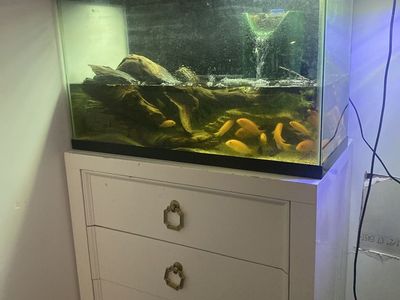 Fish Tank