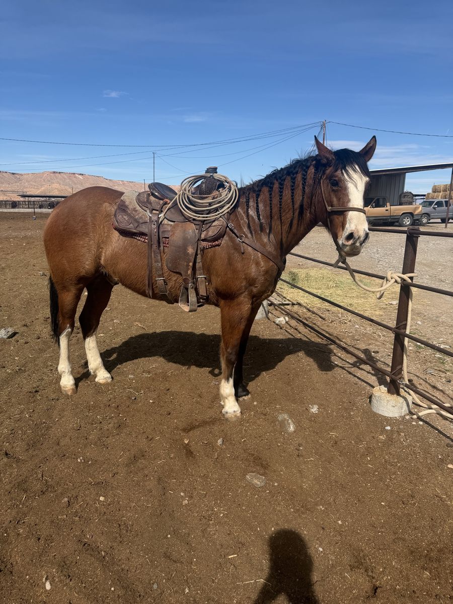 Aqha Ranch gelding