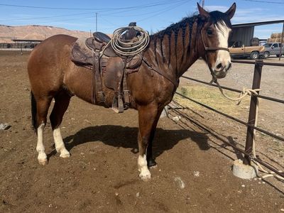 Aqha Ranch gelding