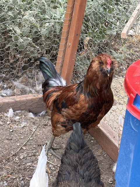 Rooster needs a new home.