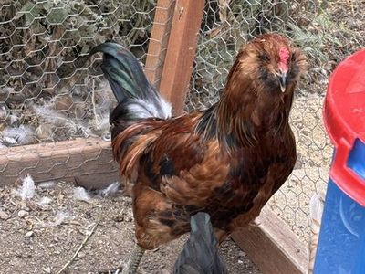 Rooster needs a new home.