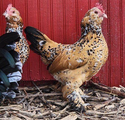 Mille Fleur d'Uccle fertile eggs