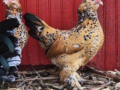 Mille Fleur d'Uccle fertile eggs