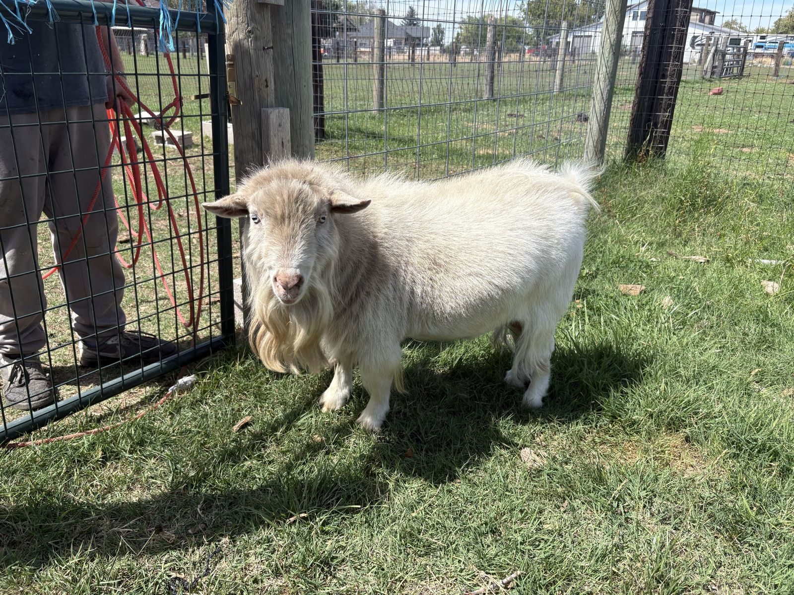 Pygmy Billy Goat