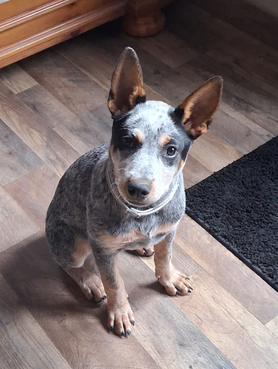Blue Heeler Pup
