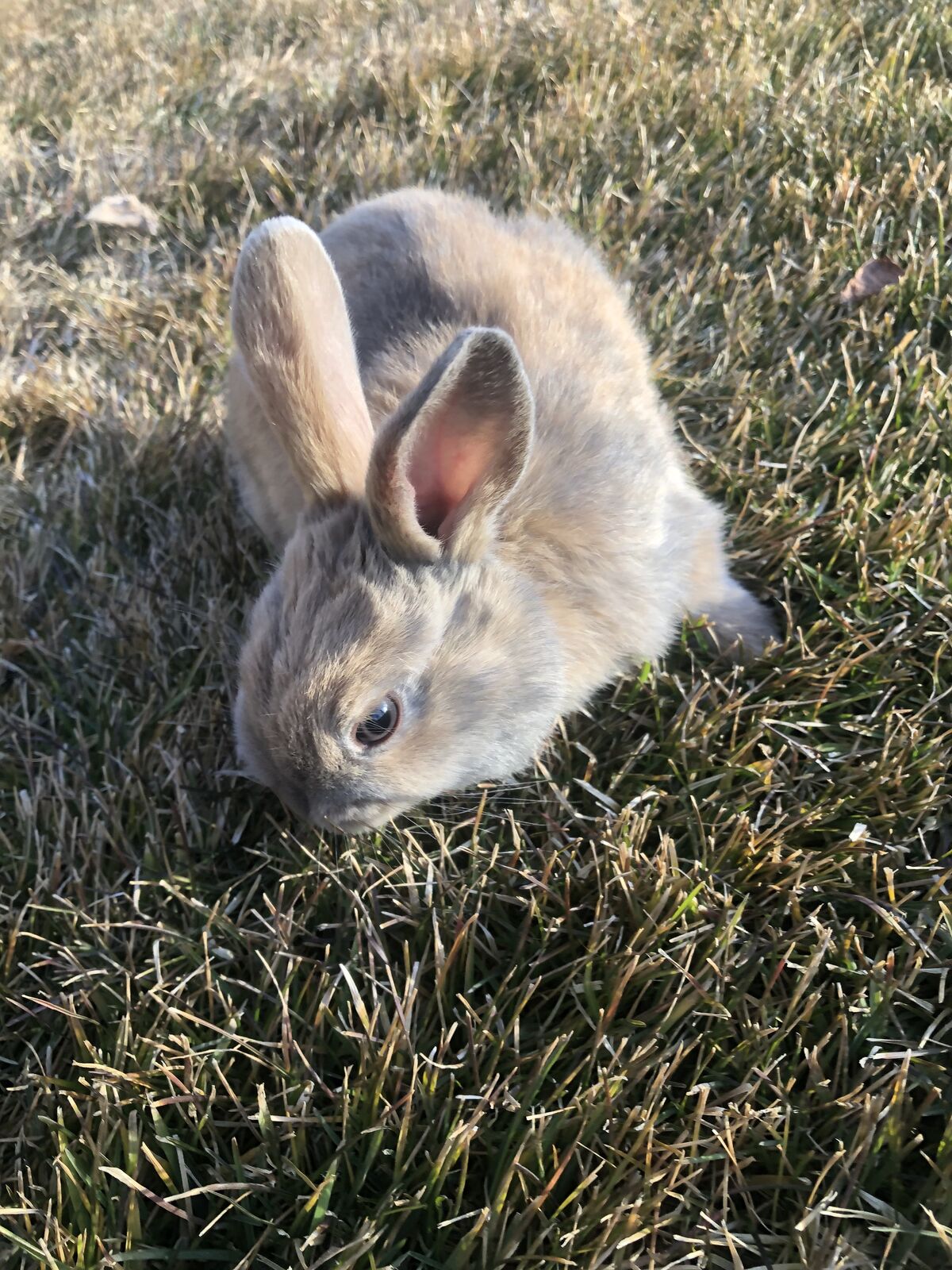 3 Month Old Bunny