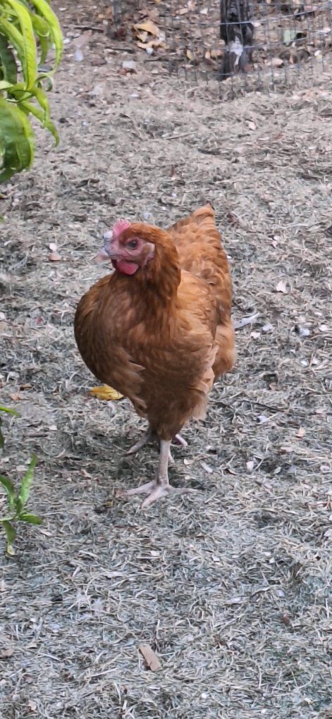 2 Barnard Mix Pullets