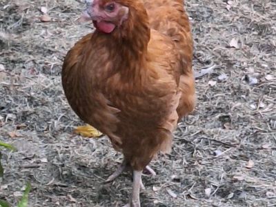 2 Barnard Mix Pullets