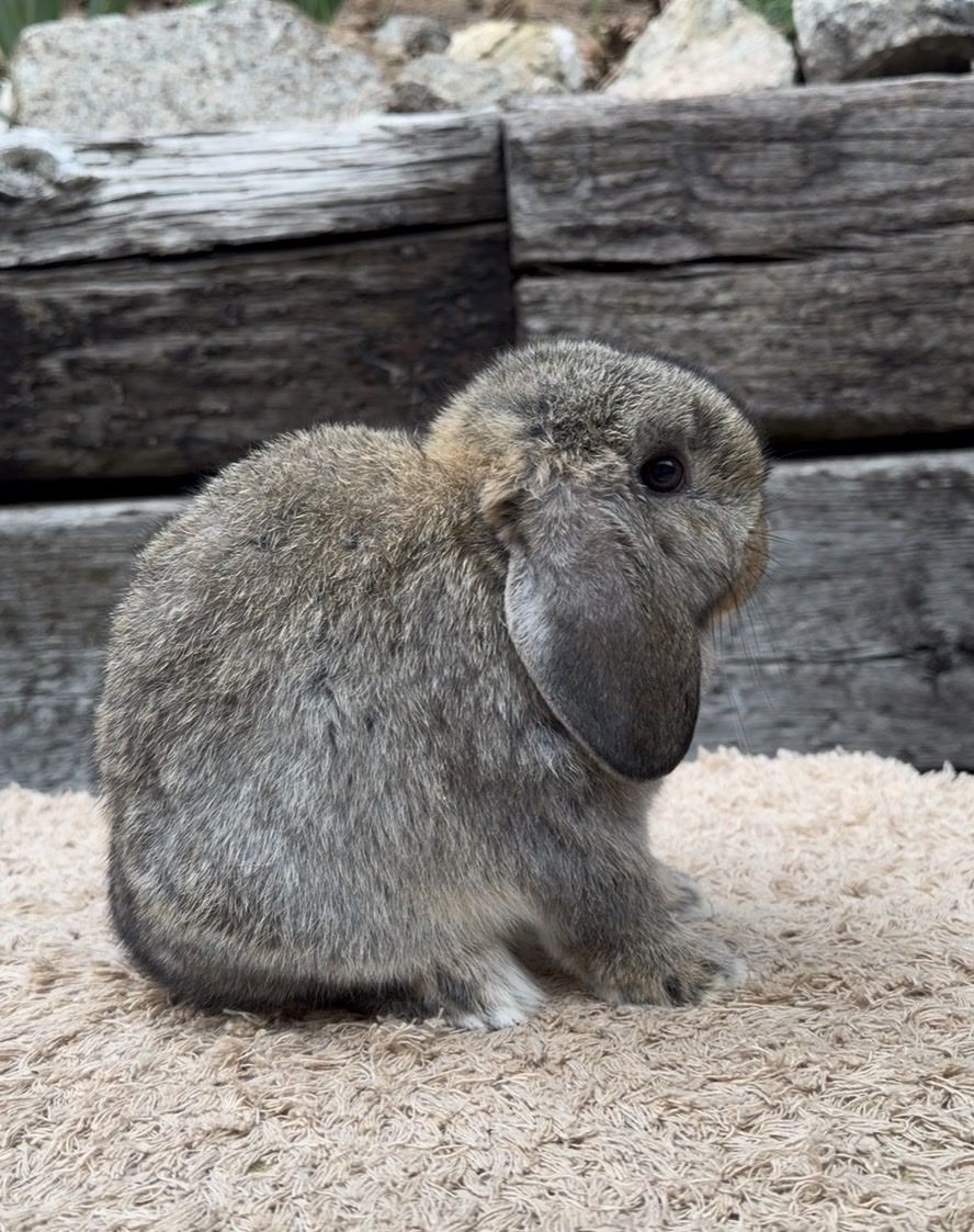 Holland Lop Doe