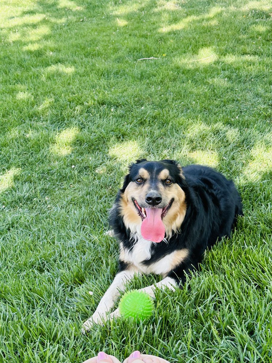 Sweet male border collie