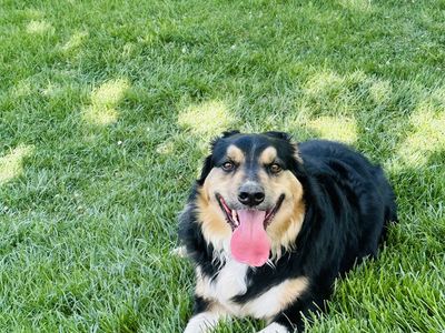 Sweet male border collie