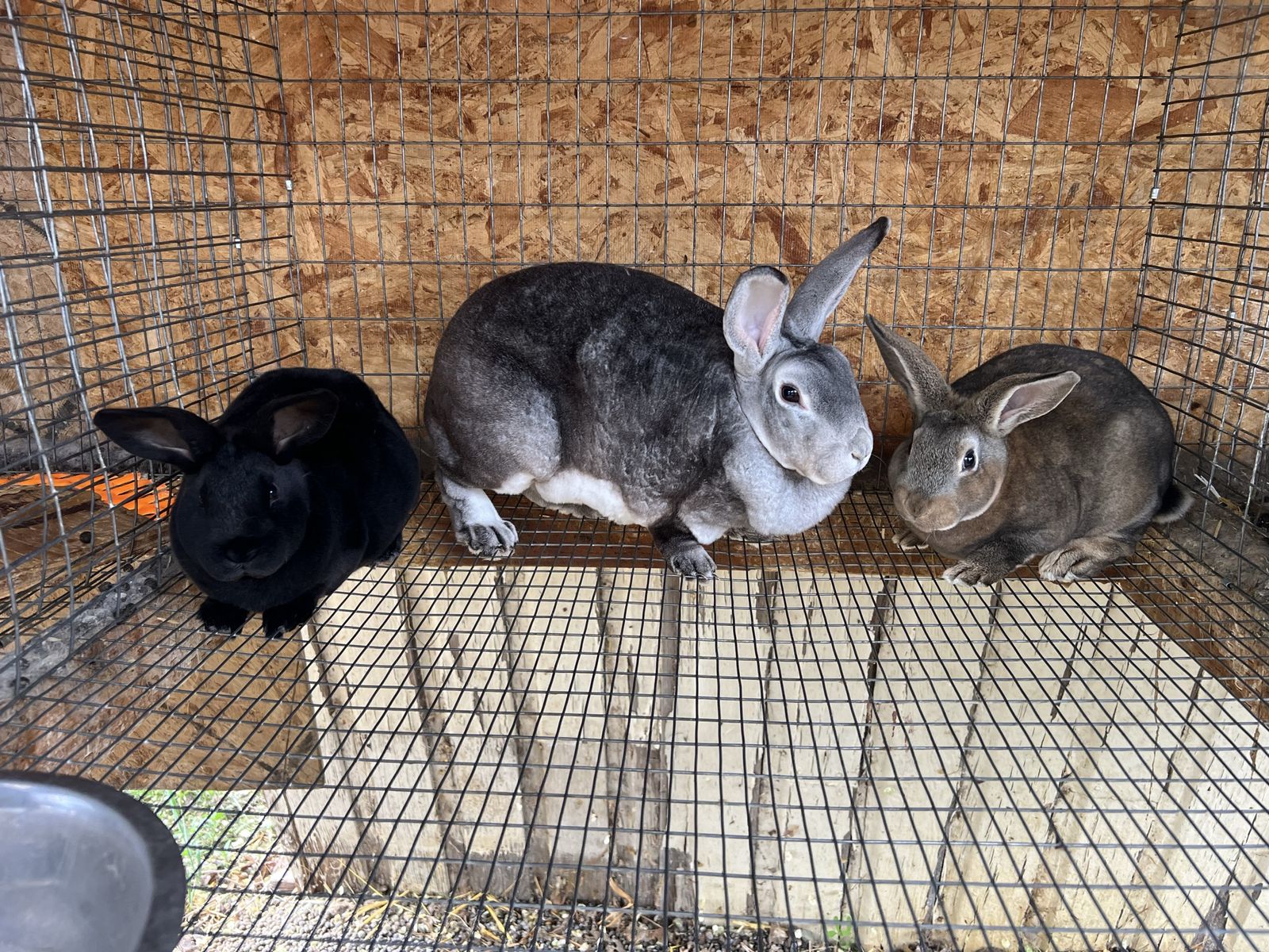 Purebred Standard Rex