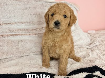 Ready for new homes in 1 week! F1B medium Goldendoodles
