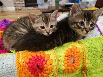 Bengal Kittens