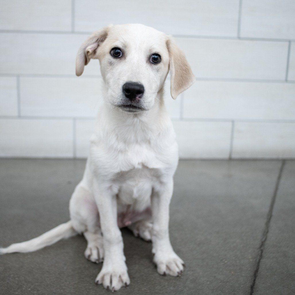 Ham - 5 month old pyrenees mix