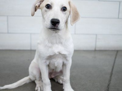 Ham - 5 month old pyrenees mix