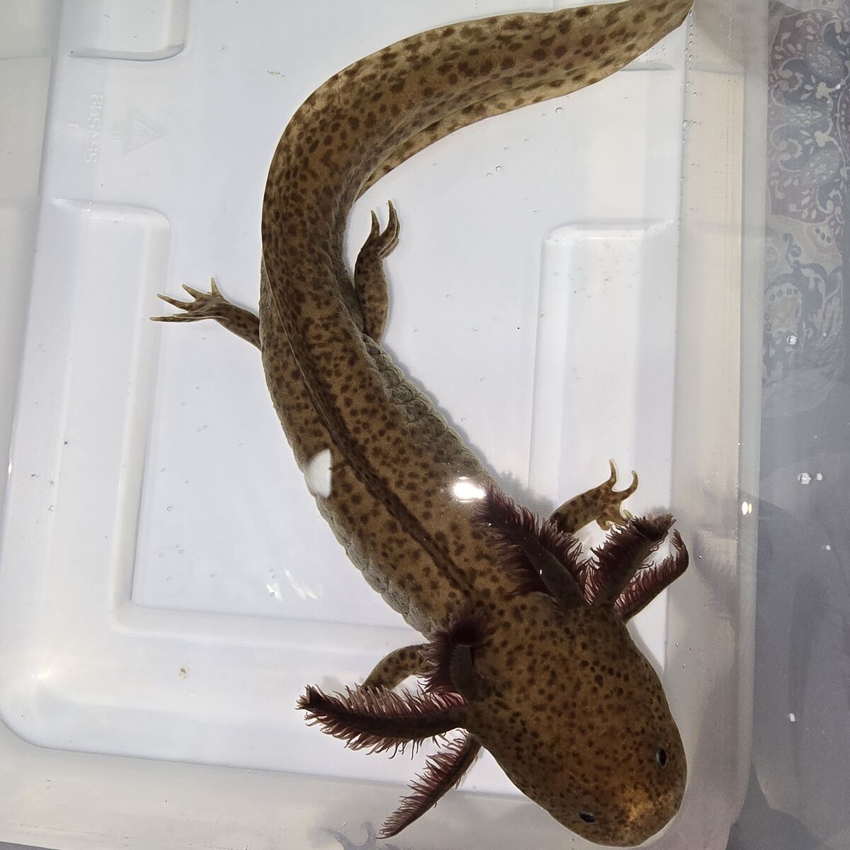 Axolotl Breeding Setup – Complete Turn-Key Package