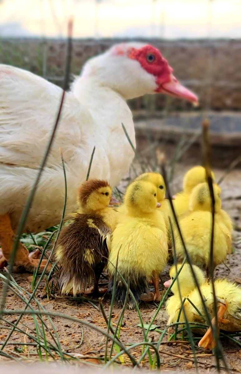 Muscovy Hatching Eggs