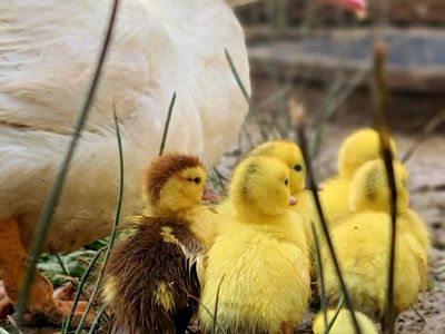Muscovy Hatching Eggs