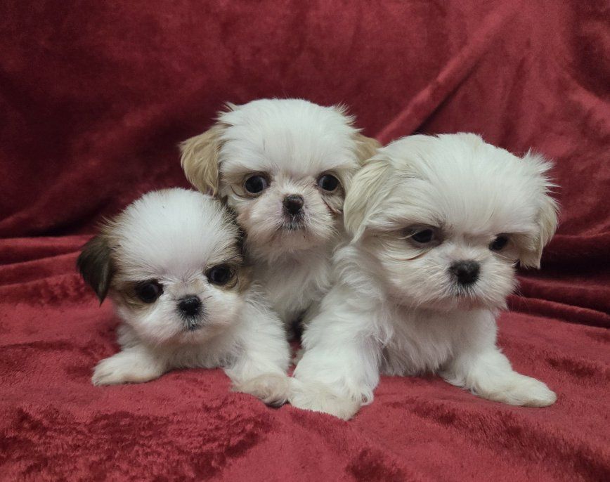 AKC Registered Shih Tzu Puppies Imperial Teacup Size