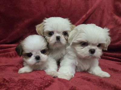 AKC Registered Shih Tzu Puppies Imperial Teacup Size
