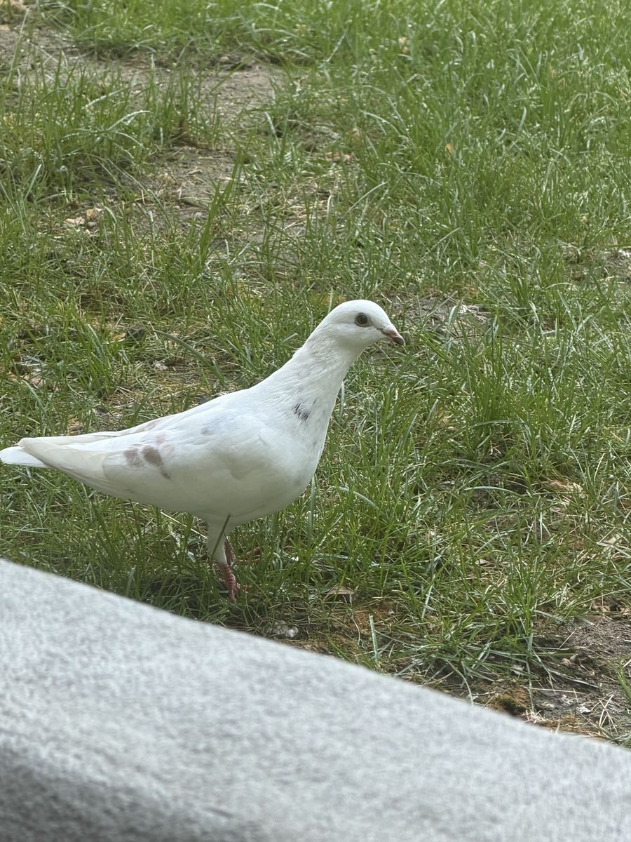 Found Dove in Midvale