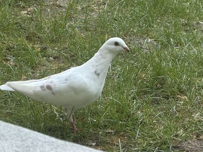 Found Dove in Midvale