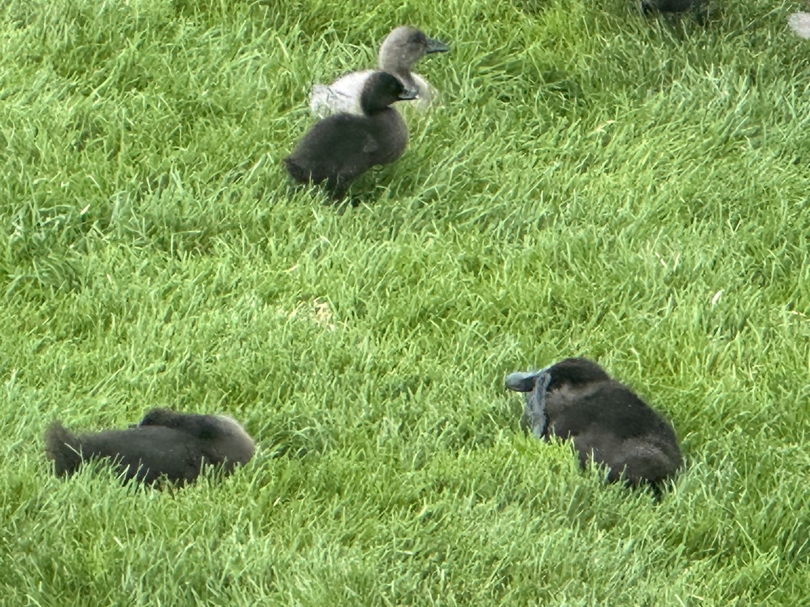 Domestic ducklings – Cayuga, Ancona and Blue Swedish runner – ready for a new home
