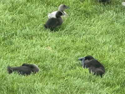 Domestic ducklings – Cayuga, Ancona and Blue Swedish runner – ready for a new home