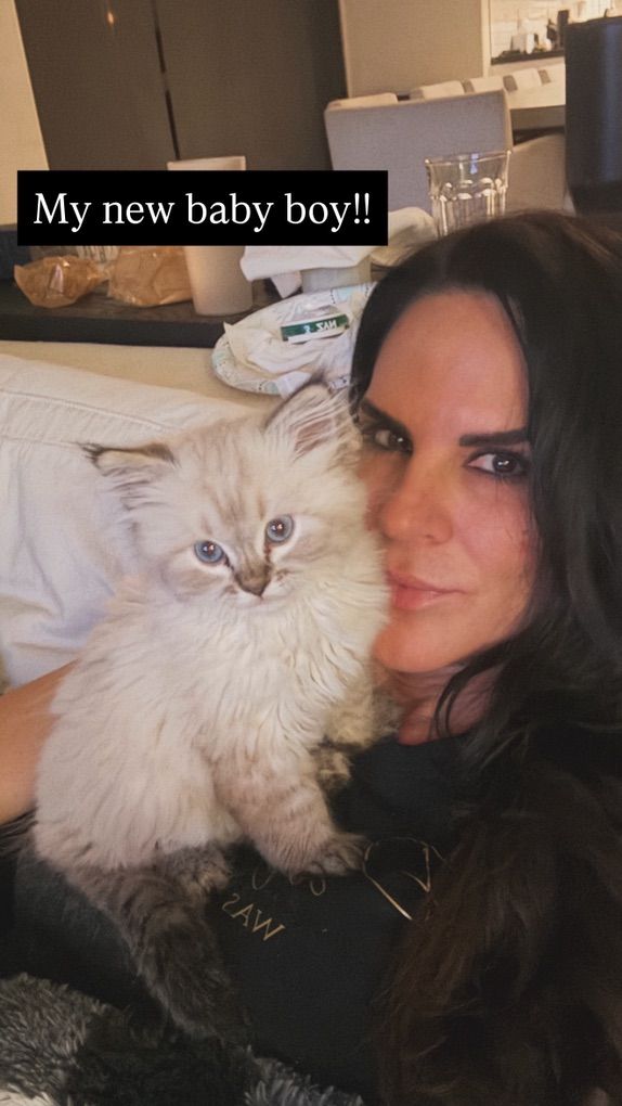 Stunning Health Tested Ragdoll Cat Stud