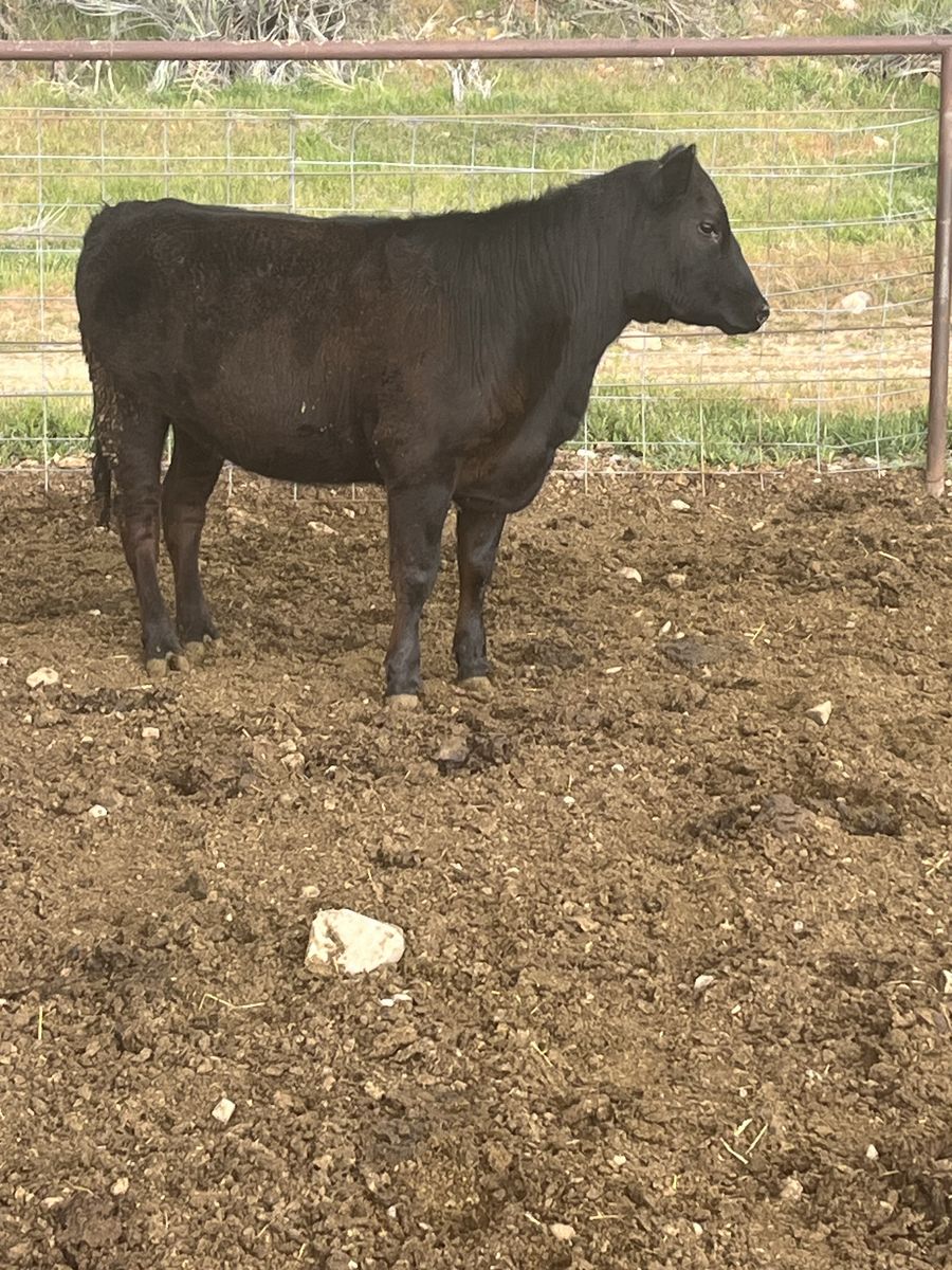 Yearling Angus Heifer