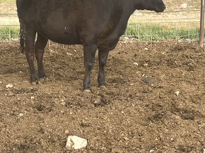 Yearling Angus Heifer