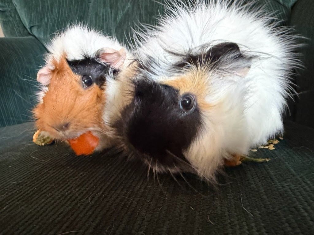 Anna and Elsa the Guinea Pig Pair