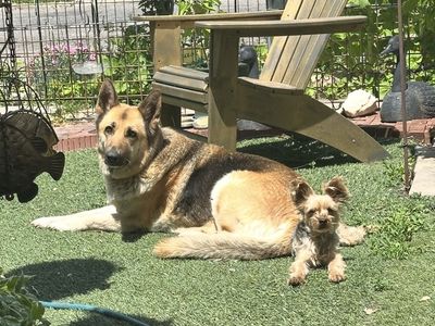 German Shepherd, female five years old