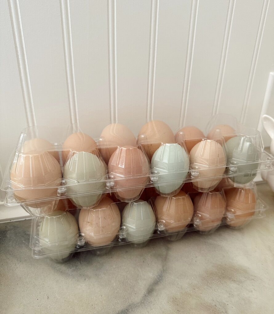 Fresh Eggs