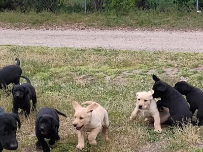 Lab Puppies