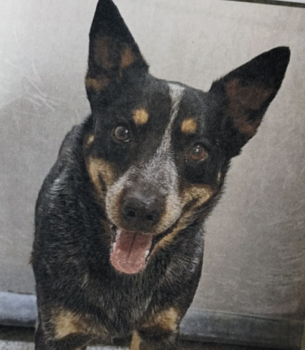Lost Dog- Blue Heeler No tail