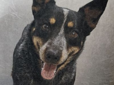 Lost Dog- Blue Heeler No tail