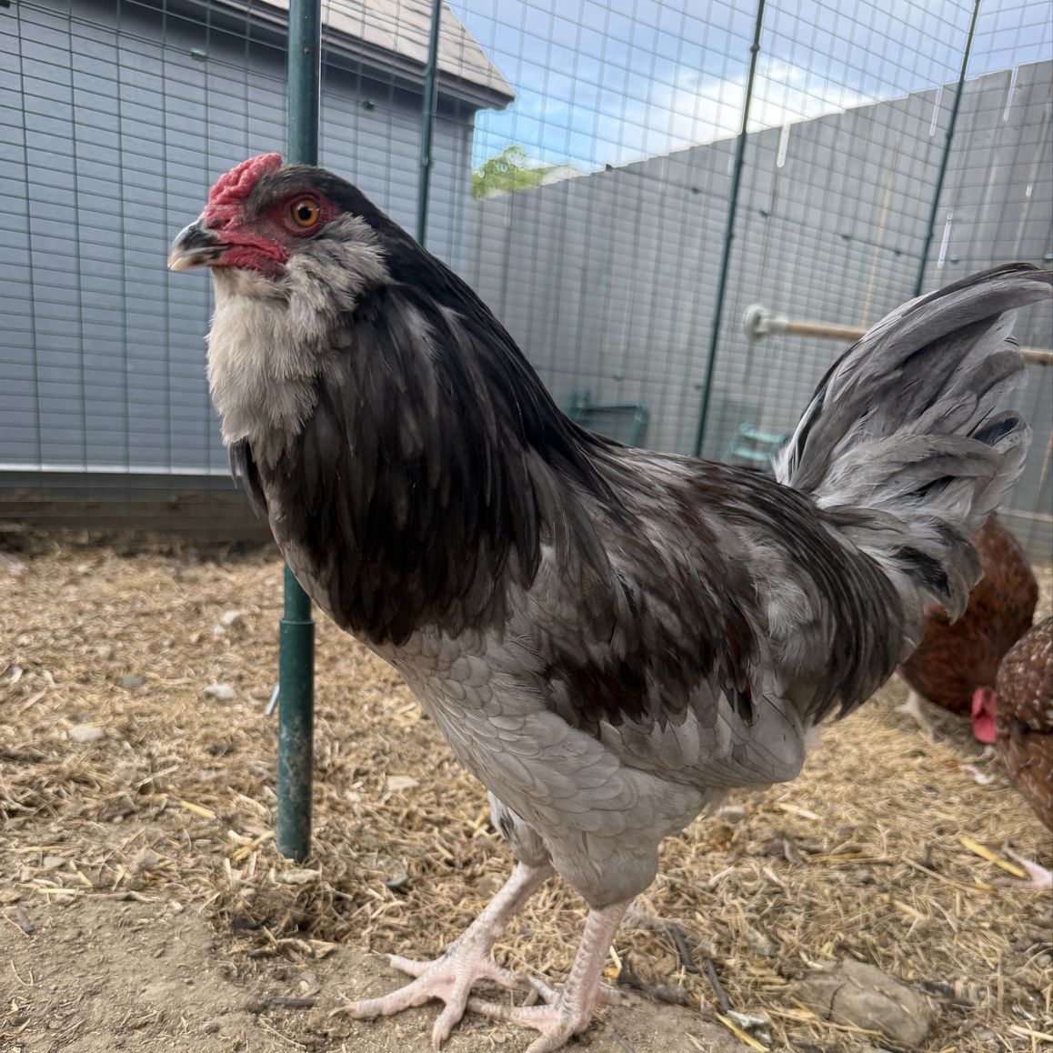 Easter Egger Rooster - Happy, Healthy Young Ameraucana (FREE)