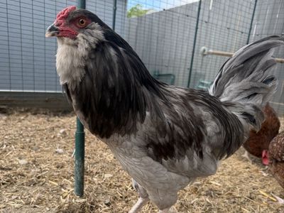 Easter Egger Rooster - Happy, Healthy Young Ameraucana (FREE)