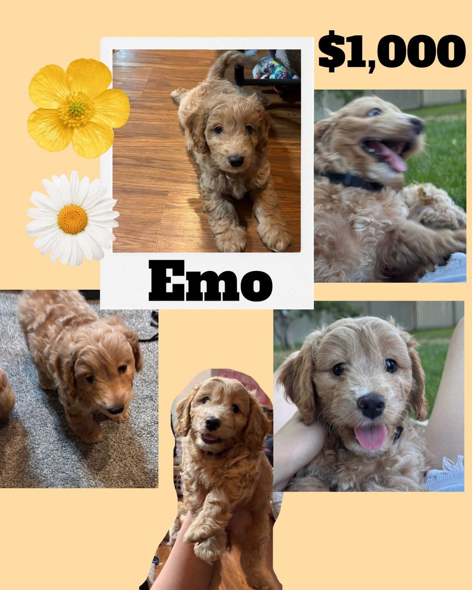 Adorable Aussiedoodle Puppies: Emo & Joker - Ready for Their Forever Homes