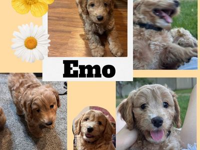 Adorable Aussiedoodle Puppies: Emo & Joker - Ready for Their Forever Homes