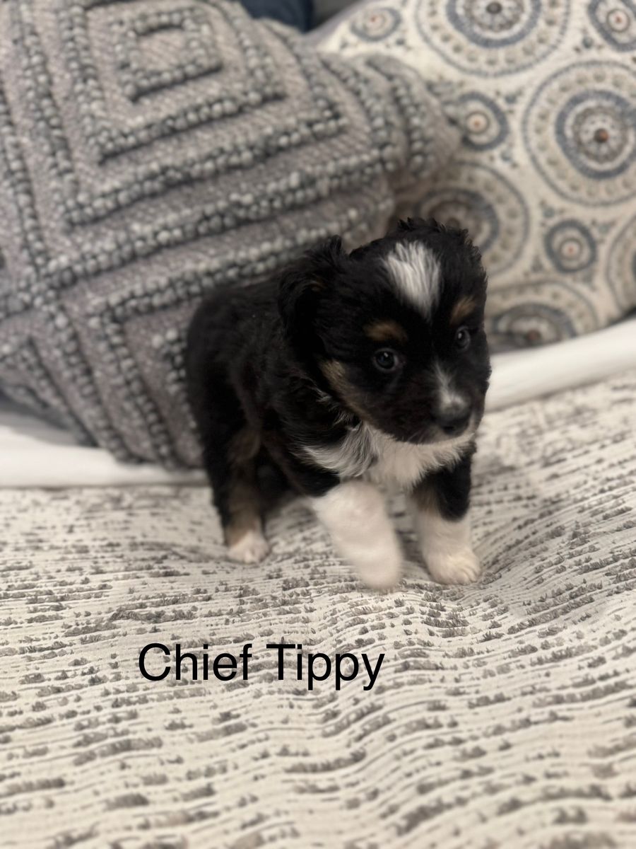 Pure Bred Toy Aussie