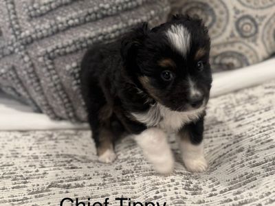 Pure Bred Toy Aussie