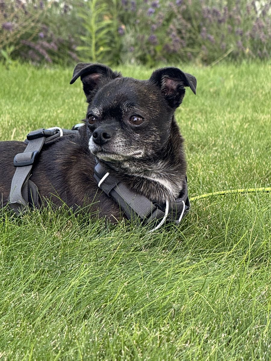 Meet Oso — Your Cozy, Car‑Ride‑Loving Companion!